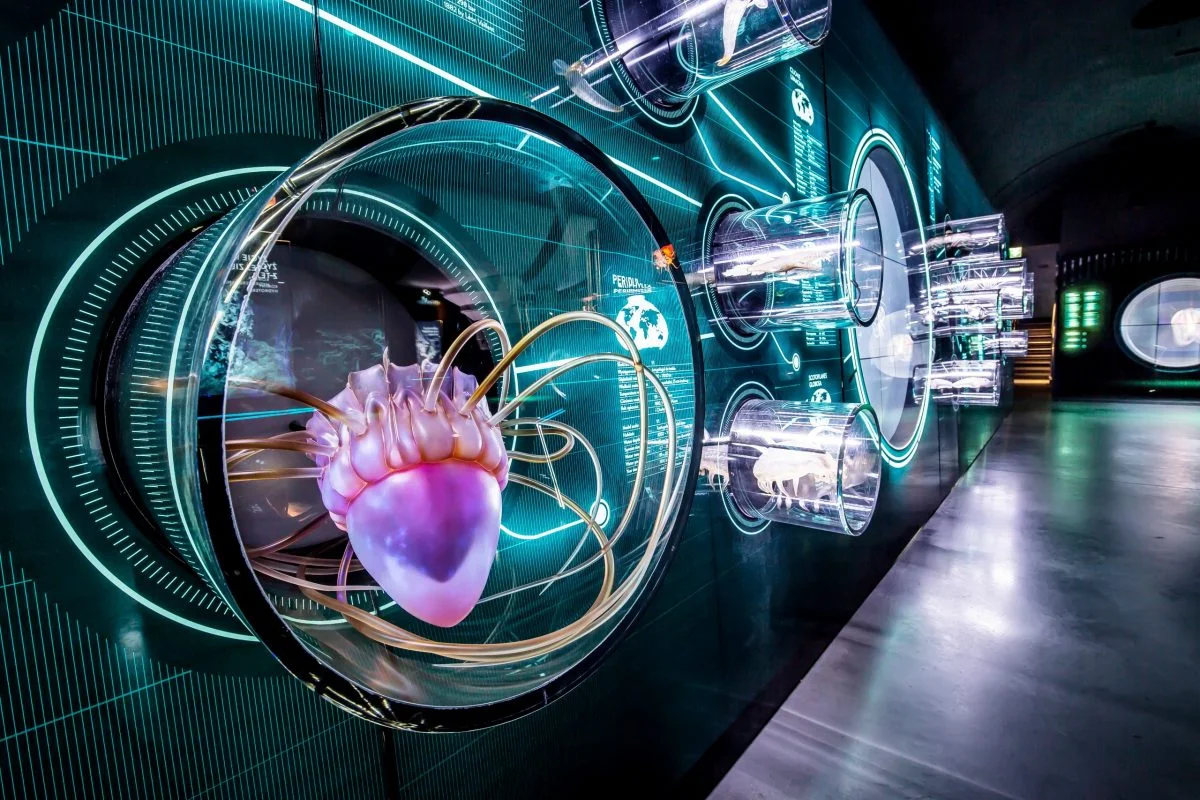 Illuminated deep-sea creature displays in the exhibition